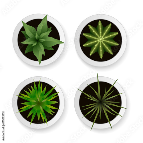 Set of vector realistic plants and cacti in white flowerpots from above isolated on white background