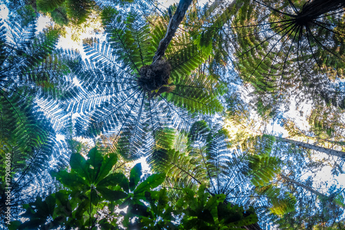 Fotomurale Giant ferns in redwood forest, Rotorua, New Zealand