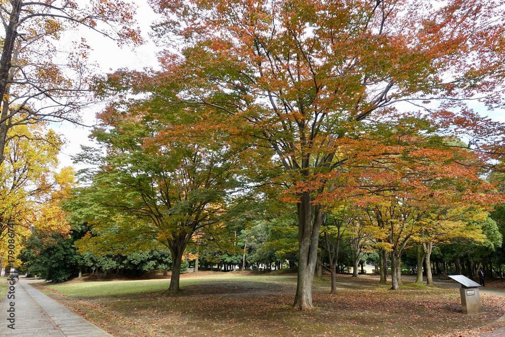 Naklejka premium 紅葉