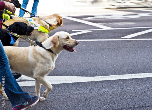 People walking with guide dogs