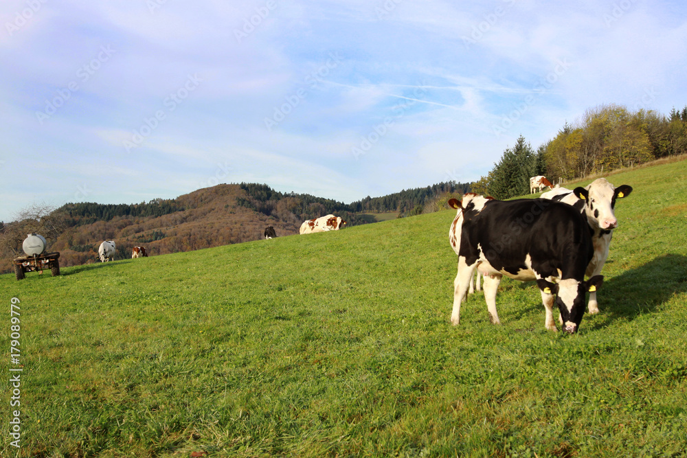 Kühe auf einer Wiese in Gresgen im Schwarzwald Kühe auf einer Wiese in Gresgen im Schwarzwald