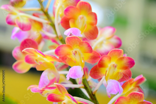 Fototapeta Naklejka Na Ścianę i Meble -  Colorful orchid blooming in nature