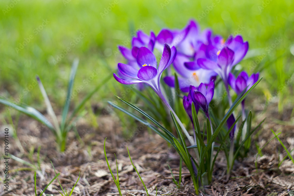 crocus - one of the first spring flowers crocus - one of the first spring flowers