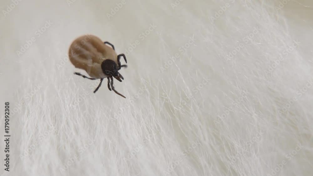 A small mite A small mite