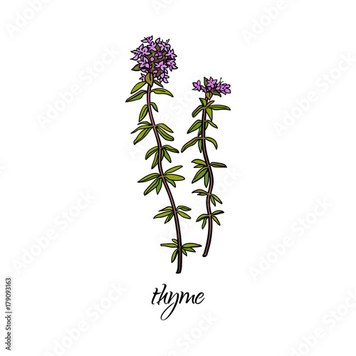 vector flat cartoon sketch style hand drawn thyme stem  leaves  flowers branch image. Isolated illustration on a white background. Spices   seasoning  flavorings and kitchen herbs concept.