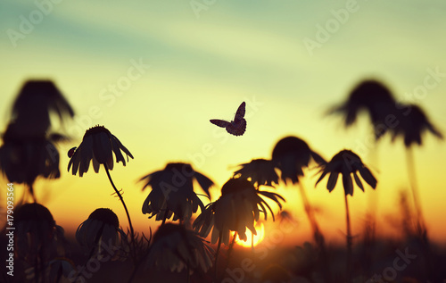 Silhouette of marguerite daisies with butterfly and ladybug on meadow at sunset. Spring season.