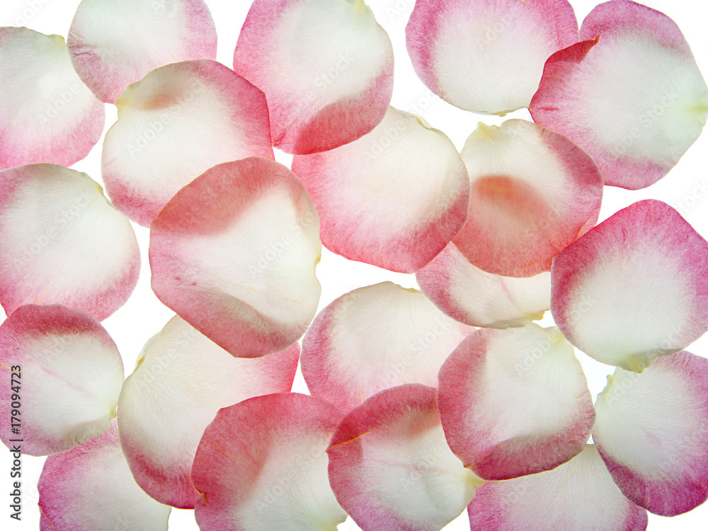 fondo de pétalos de flor