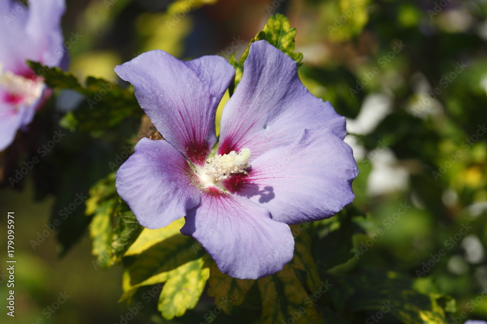 Blühende violet Hibiskus Blume Blühende violet Hibiskus Blume