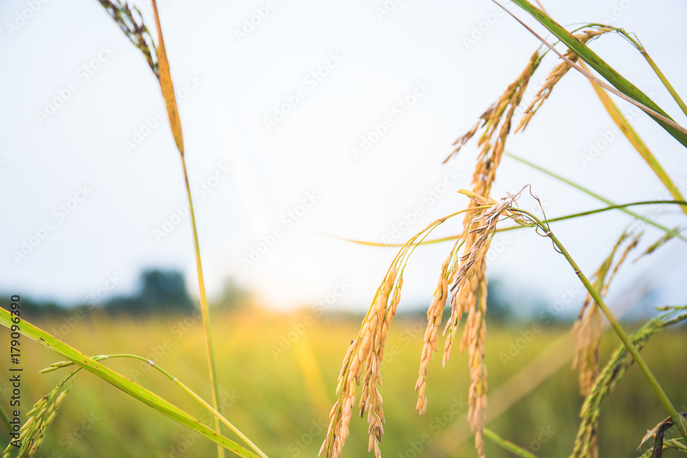 Fototapeta premium green rice on field with sunflare and blue sky, countryside, Thailand