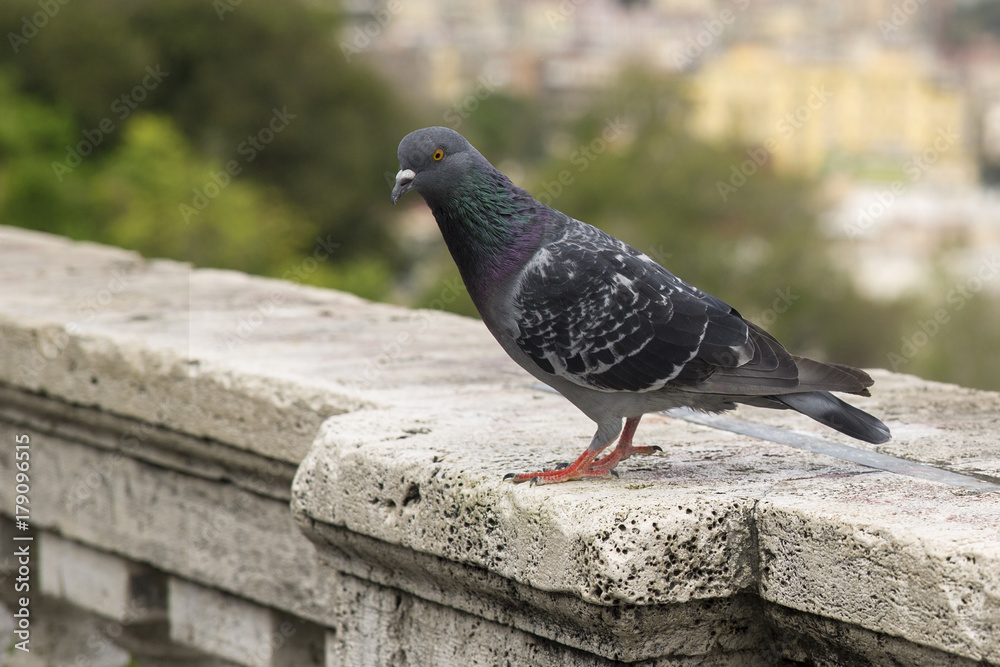Obraz premium Dettaglio di un piccione su un muro bianco prima che voli. Questi uccelli sono molto comuni nelle città europee dunque sono animali sporchi e portatori di malattie.