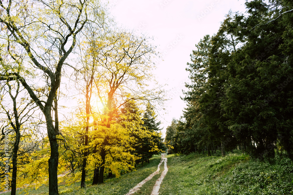 Fototapeta premium footpath in autumn park