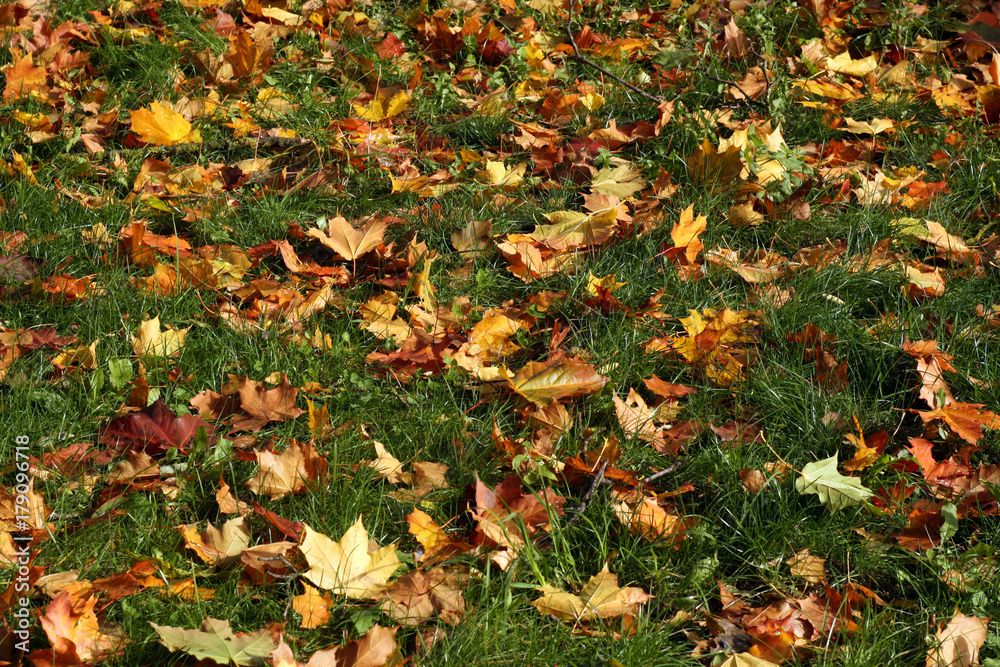 Orange maple leaves on green grass. Orange maple leaves on green grass.