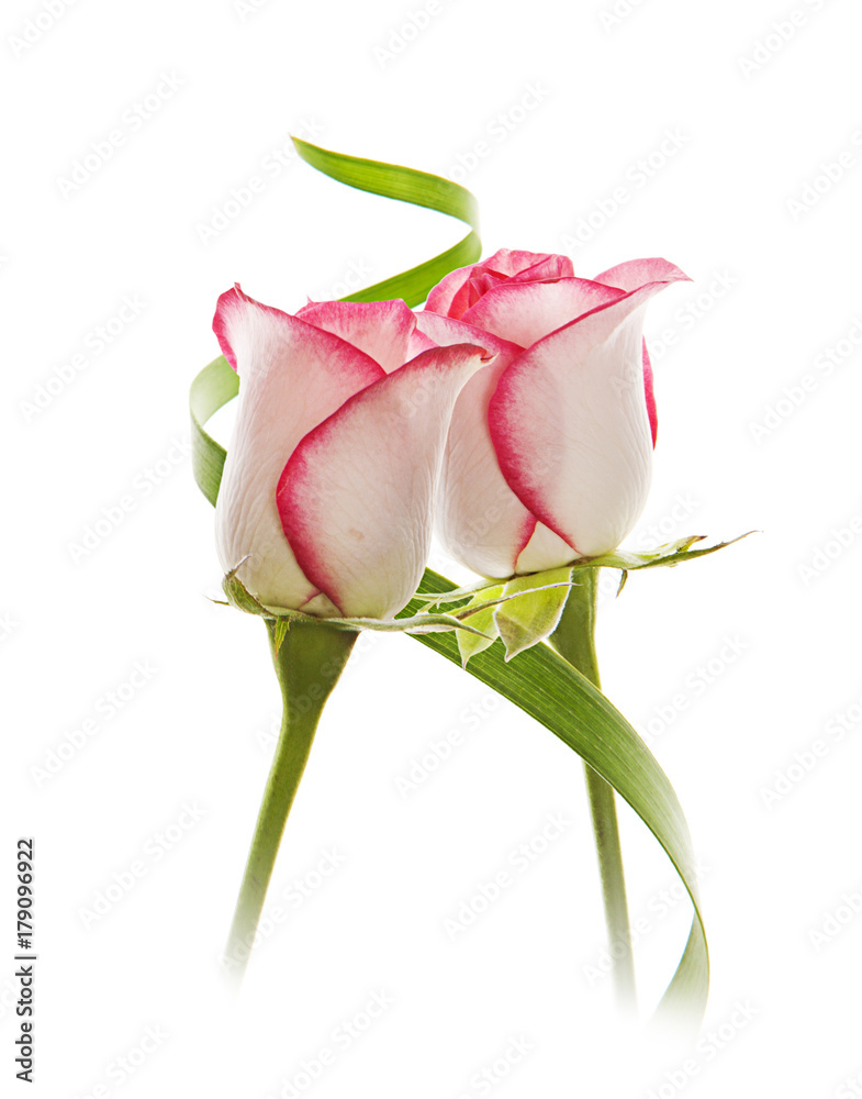 fondo de flores románticas fondo de flores románticas