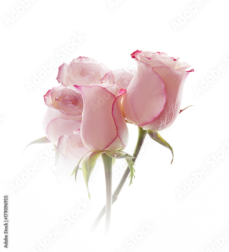 Fototapeta Naklejka Na Ścianę i Meble -  rosas aisladas