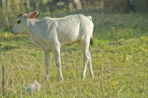 Fototapeta Naklejka Na Ścianę i Meble -  calf at green field