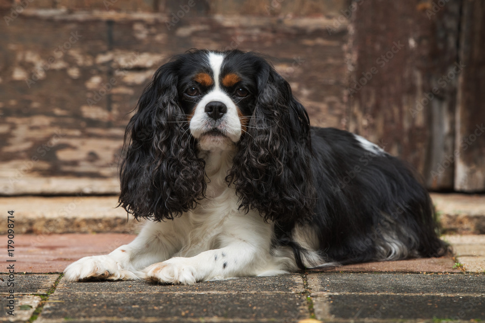 Cavalier King Charles Spaniel Cavalier King Charles Spaniel