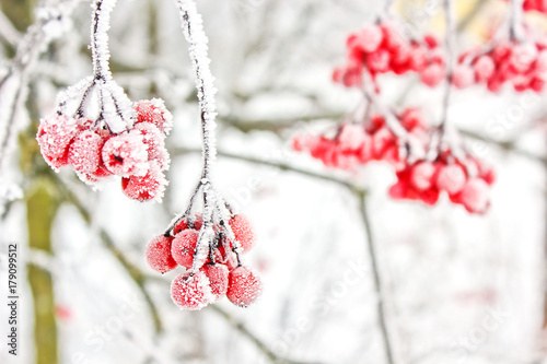 Winter Frozen Viburnum Under Snow. Viburnum In The Snow. First snow. Autumn and snow. Beautiful winter.