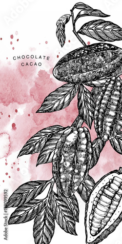 Chocolate Cocoa beans vector illustration. Engraved style illustration. Sketched hand drawn cacao beans, tree, leafs and branches.