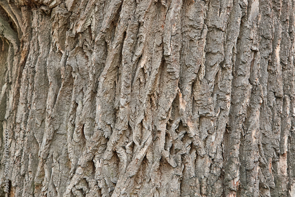 dry tree bark texture background dry tree bark texture background