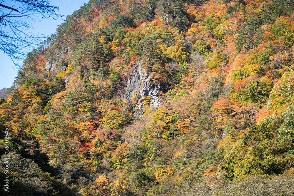 紅葉の秋