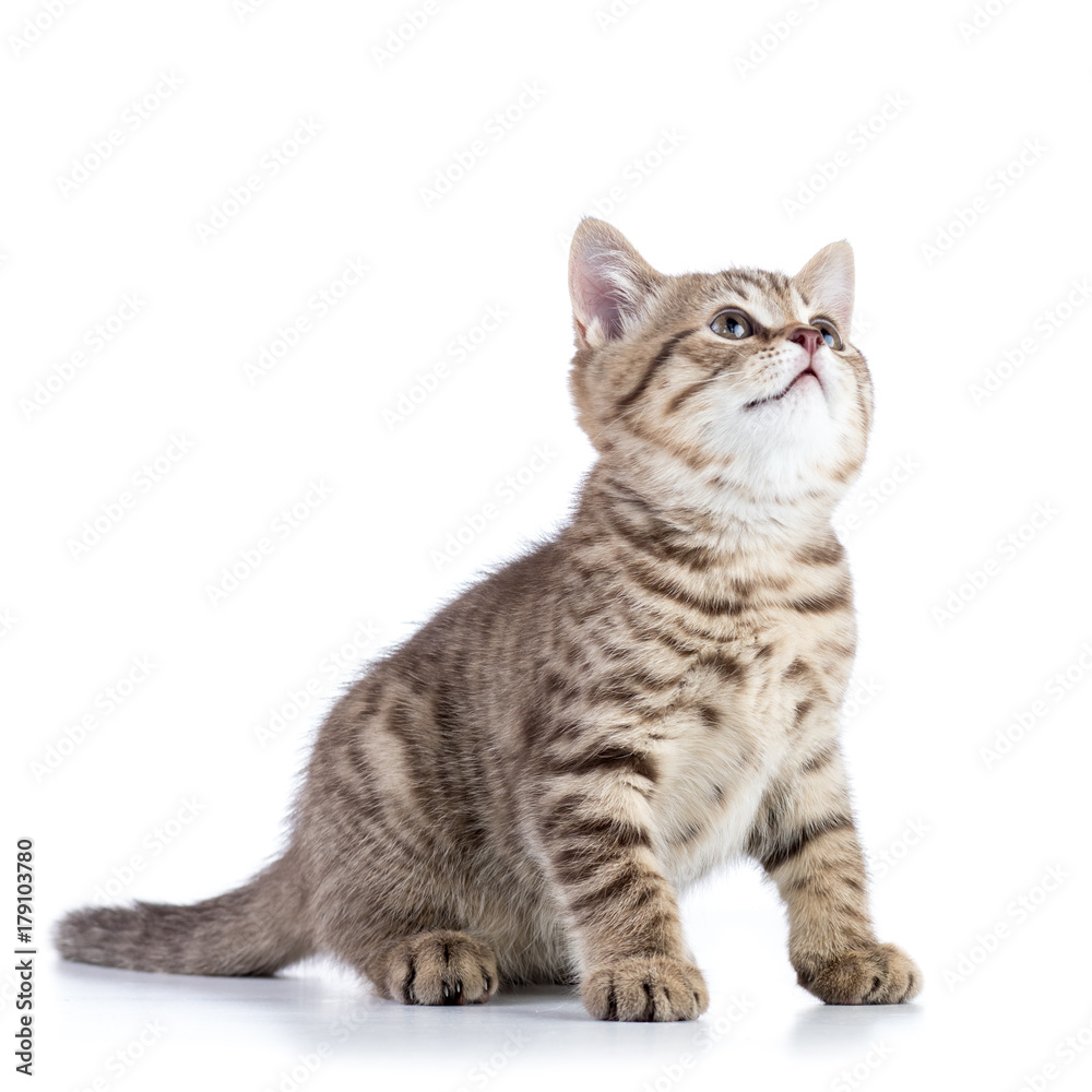 cute playful kitten cat isolated on white