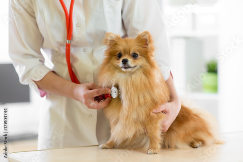 Veterinarian doctor using stethoscope during examination in veterinary clinic. Dog pomeranian Spitz in veterinary clinic