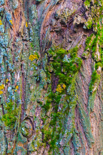 Face in the bark of the tree.