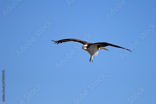 Osprey  Pandion haliaetus bird  Baja California Mexico America