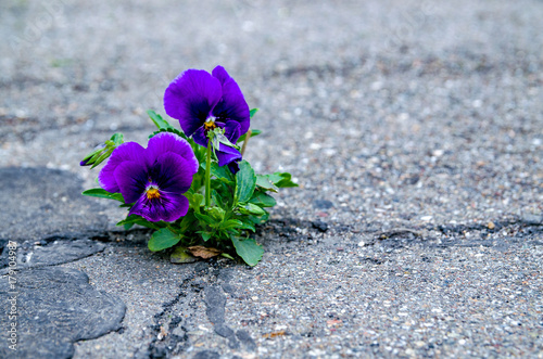 Pansy flower blooming in a small crack of a road.