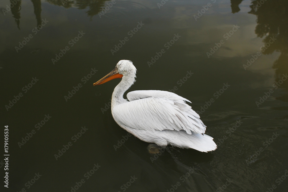 white pelican floating in the lake white pelican floating in the lake