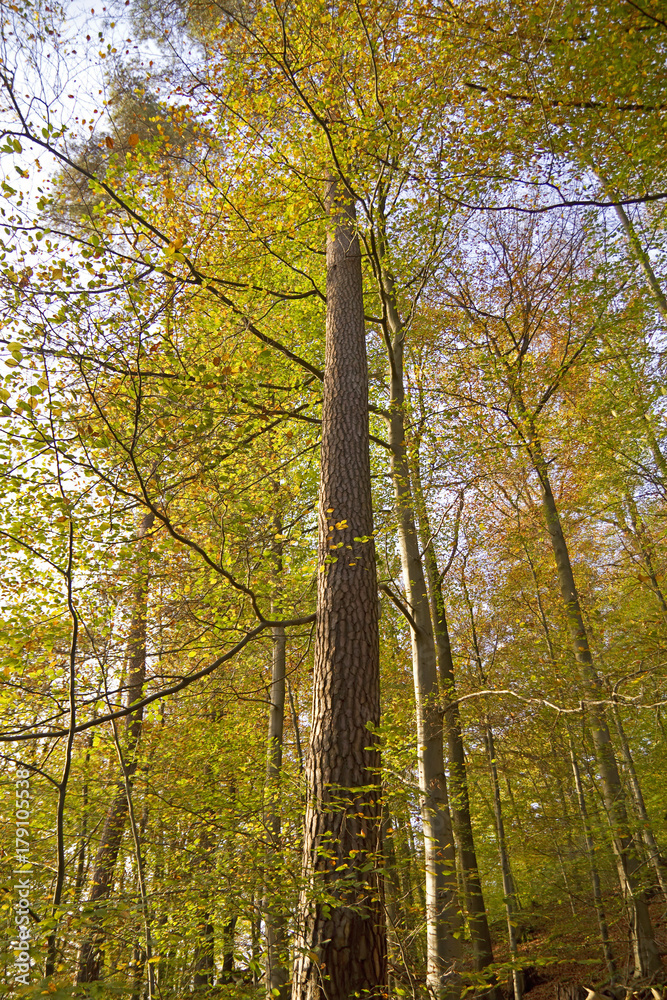 Fototapeta premium Herbstwald