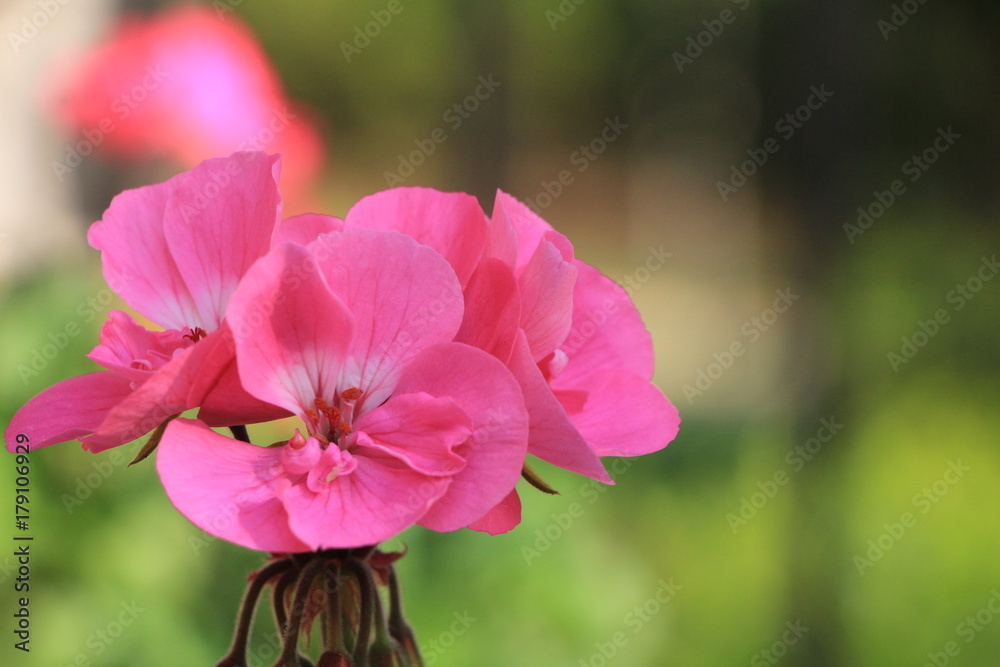 Fototapeta premium Pink Flower