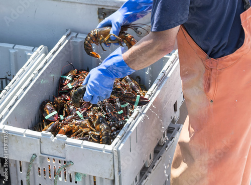 Live Maine lobsters being placed in a bin to be sold at market