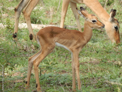 South African wildlife