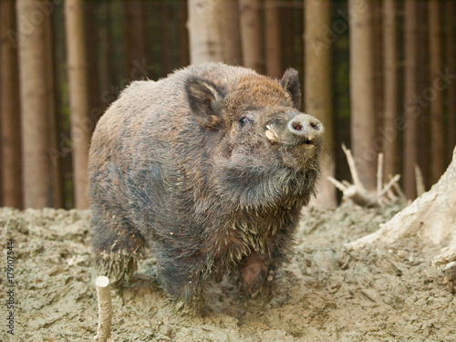 Sus scrofa scrofa - Central european boar in forest photo