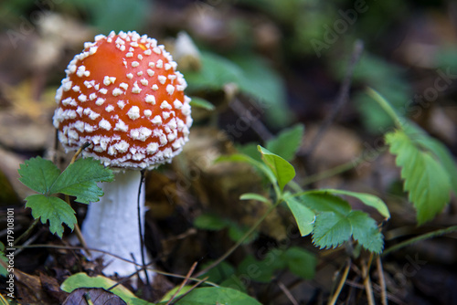 Amanita Muscaria, fly agaric, fly amanita, poison mushroom