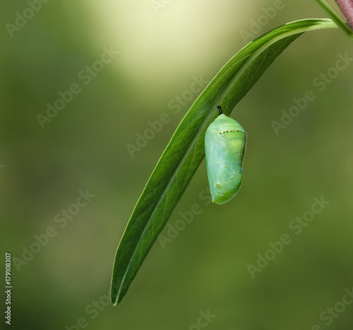 Foto Monarch butterfly chrysalis or pupa attached to a milkweed leaf