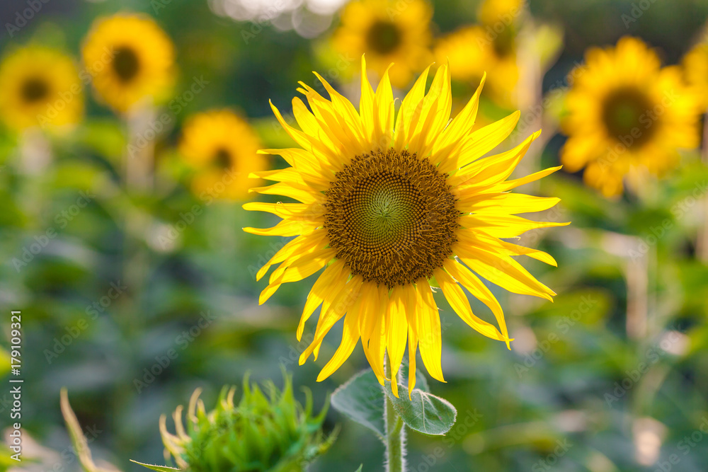 Field of sunflowers. Field of sunflowers.