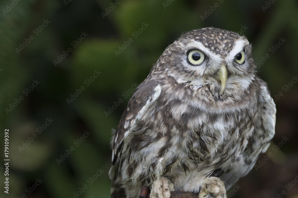 Obraz premium little owl close up portrait while perched