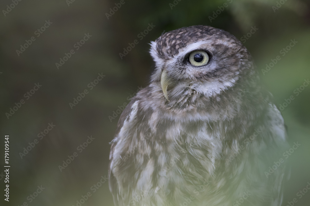 Fototapeta premium little owl close up portrait while perched