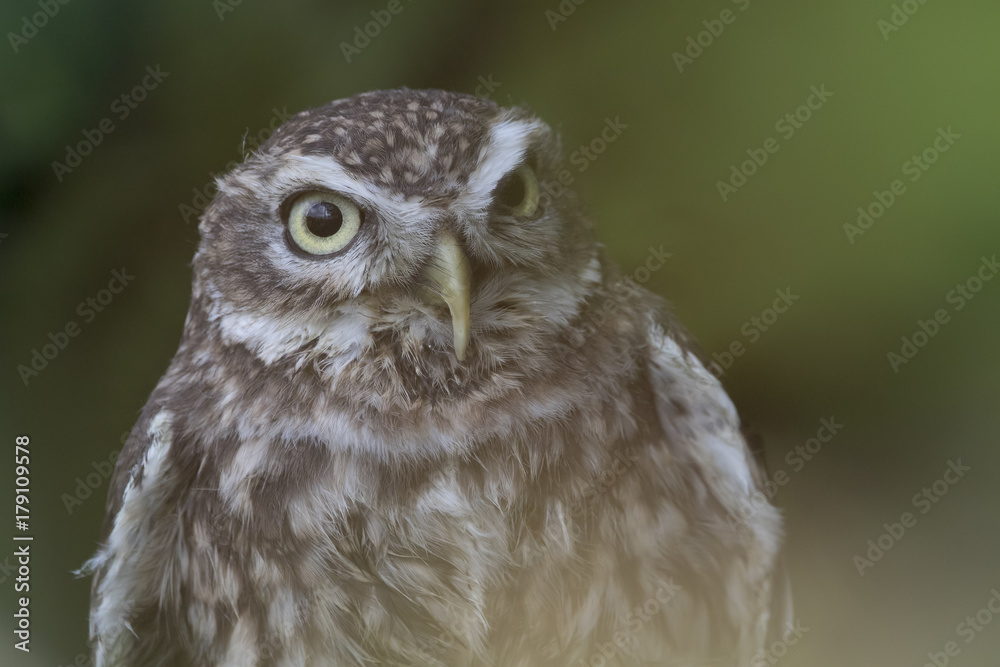 little owl close up portrait while perched little owl close up portrait while perched