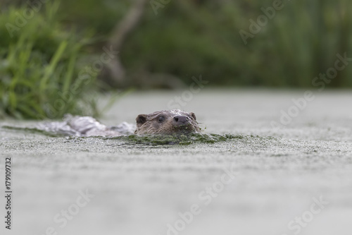 euroasian otter portrait while eating, swimming just above water photo