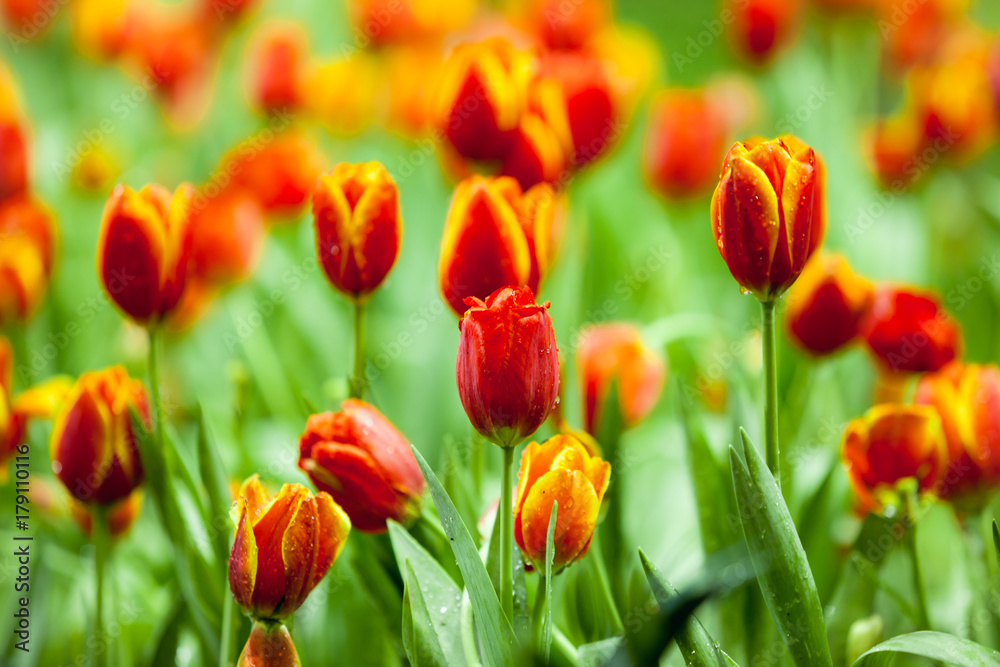 Tulip. Tulip.