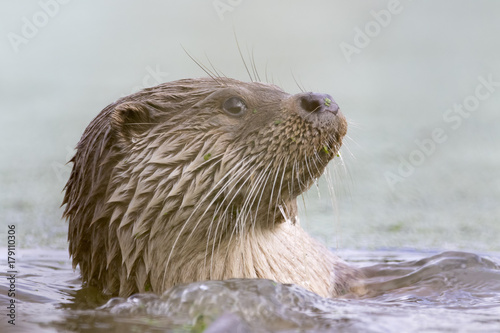 euroasian otter portrait while eating, swimming just above water