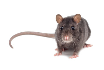 small rat on white background