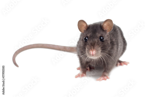 small rat on white background