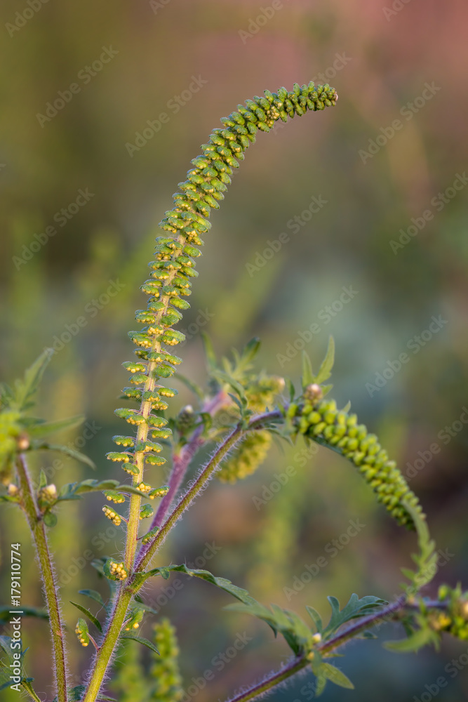 Close up of ragweed, very allergic plant Close up of ragweed, very allergic plant