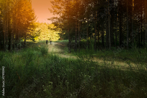 Runners in the evening forest.