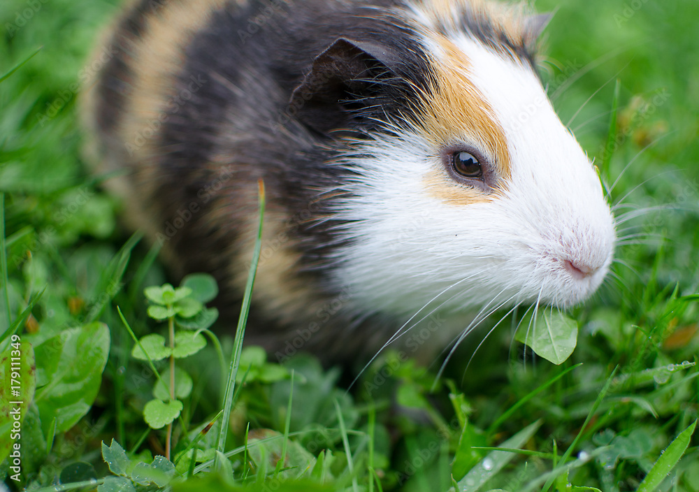 guinea pig walks in the fresh air and eating guinea pig walks in the fresh air and eating