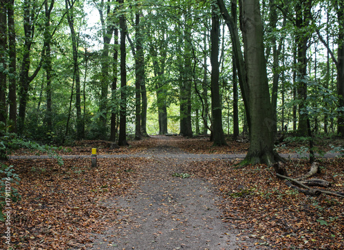 Veluwe forest in autumn